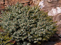 Picea omorika Tremonia IMG_4995 (VALENTA) Świerk serbski